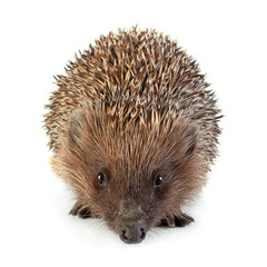 Hedgehog aniamal on white