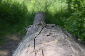 Trunk of a tree over