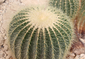 cactus photo detail