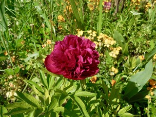 Fleurs Jardin Givreny