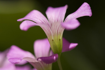 1 619 Bah Wall Murals Canvas Prints Stickers Wallsheaven