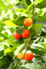 Beautiful Red Cherries and Green Leaves on Cherry Tree