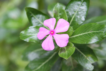 Shrub Vinca in pink colour
