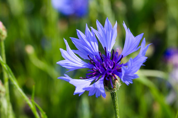 beautiful cornflower in sunshine
