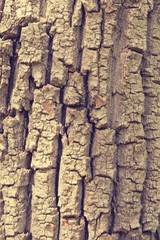 Brown wood bark texture