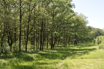 Obraz premium Steppe trees foliage