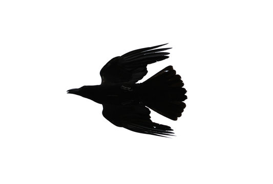 Silhouette of crow isolated on white background
