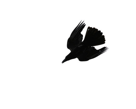 recommend clip art: Silhouette of crow isolated on white background