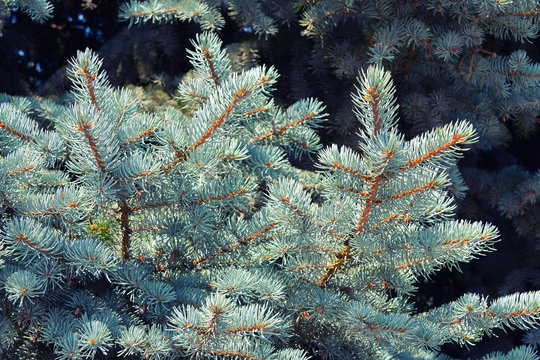 Blue spruce in the forest