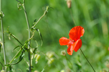 Wild poppy flower. Poppy flower on meadow