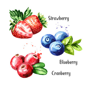 Berries set. Fresh bluebery, cranberry and strawberry with leaves. Hand drawn watercolor illustration  isolated on white background