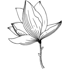 Magnolia in a vector style isolated. Full name of the plant: Magnolia. Vector flower for background, texture, wrapper pattern, frame or border.