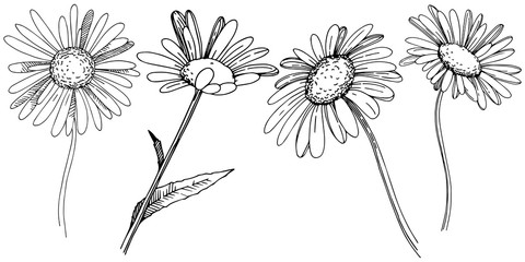 Daisy in a vector style isolated. Full name of the plant: Daisy. Vector flower for background, texture, wrapper pattern, frame or border.