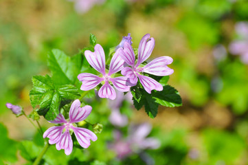 Malva sylvestris, Mallow plant - blue common mallow. Uncultivated and healthy plant