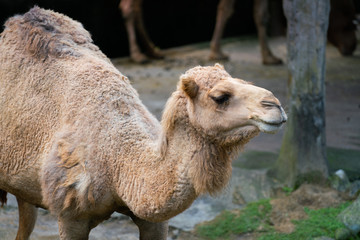 Old dromedary arabian camel from Egypt