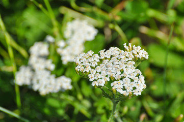 Achillea millefolium or white yarrow. Wild flowers in meadow, useful for herbal medicine