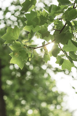 Naklejka premium Green leaves on a tree branch in a jungle with sun shining on a flare
