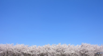 桜の木