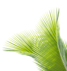 Green coconut leaf isolated on white background