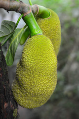 Closeup view of Jack fruit trees with jack fruits handing from the branches.