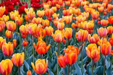 Field of multicoloured vibrant tulip  flowers in the campus of Moscow university in spring