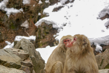 Fototapeta premium サル