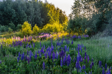 Edge of forest with wild lupines
