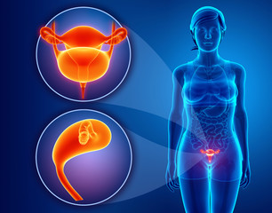 Anatomy of female RENAL system