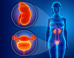 Anatomy of female RENAL system