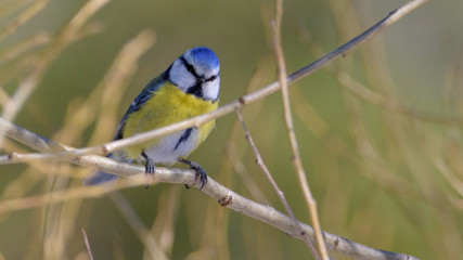 Eurasian blue tit - Cyanistes caeruleus. Finland