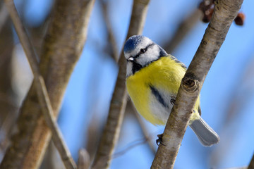 Eurasian blue tit - Cyanistes caeruleus. Finland