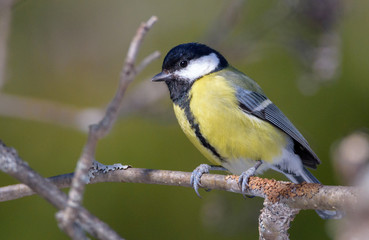 Great tit - Parus major. Finland
