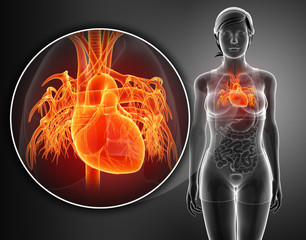 3d render of Human Heart Anatomy - obrazy, fototapety, plakaty