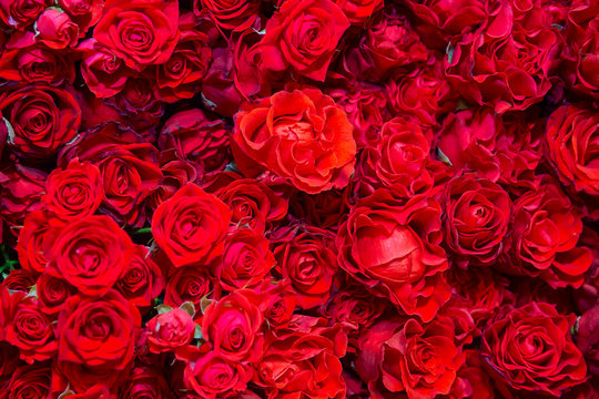 Celebratory background of beautiful red roses. Flowers