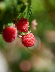 Close up of ripe raspberries in spring hanging on a vine