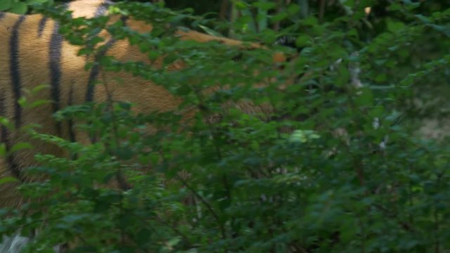 A tiger walking in the jungle
