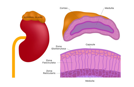 adrenal gland vector