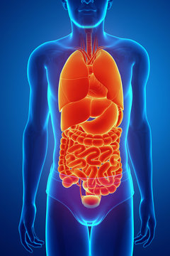 3d render of digestive system
