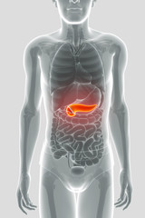 pancreas anatomy