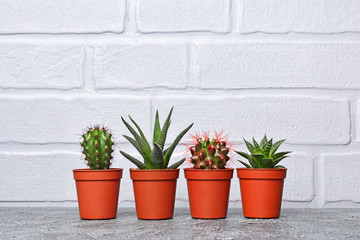 Small cacti in red flower pot with copy space
