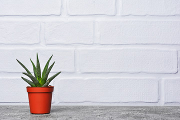 Small cactus in red flower pot with copy space