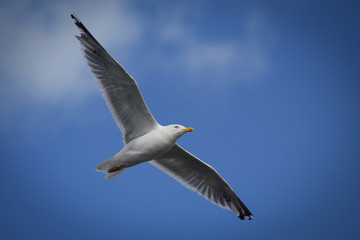 Fototapeta na wymiar Seagull fly in sky