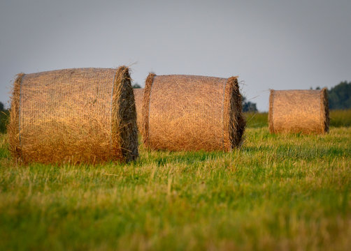 three hay in early evening