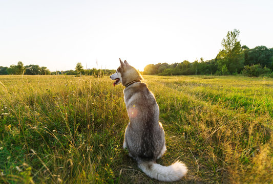 Husky dog on a green meadow on evening. Back view