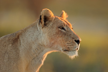 Naklejka premium Portret lwicy afrykańskiej (Panthera leo), pustynia Kalahari, RPA.