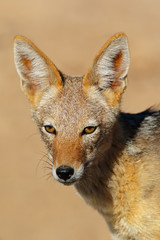 Portrait of a black-backed jackal (Canis mesomelas), Kalahari desert, South Africa.