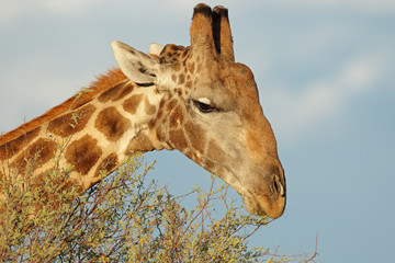 Close-up portrait of giraffe (Giraffa camelopardalis) feeding on a tree, South Africa.