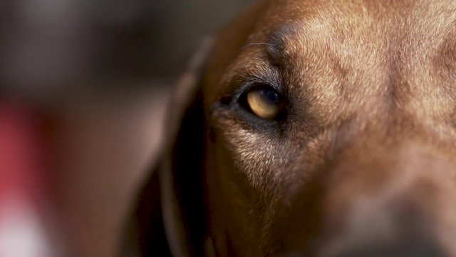 Slow motion close up of a dog looking at the camera