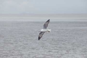 one sea gull bird flying over plain sea coast