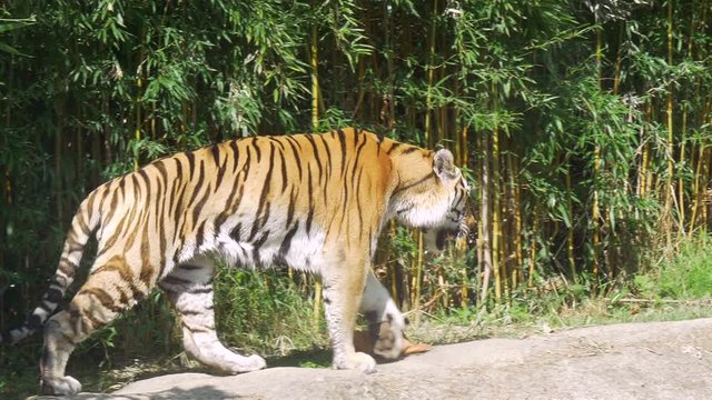 A tiger walking in the jungle